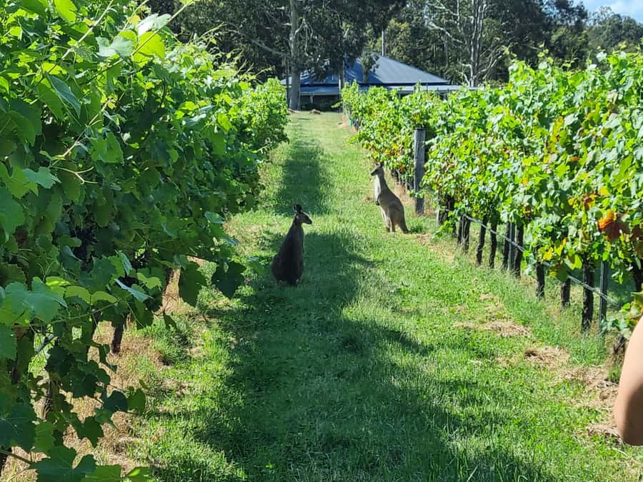 From Sydney: Hunter Valley Beer & Wine Group Tour - Hunter Valley in One Long Day: what 690 minutes really means