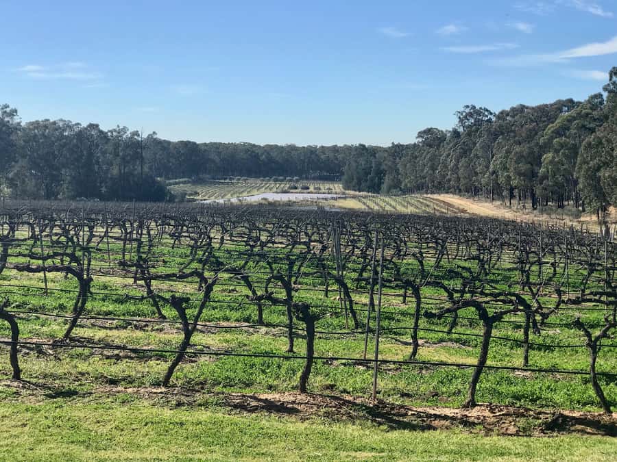 From Sydney: Hunter Valley Wine Tasting & Winery Picnic Tour - Key Things You’ll Notice on This Hunter Valley Tour
