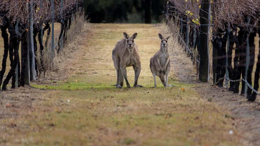 From Sydney: Hunter Valley Wine Tasting & Winery Picnic Tour - Hunter Valley in One Day: What the Schedule Feels Like