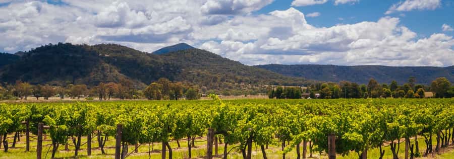 From Sydney: Luxury Hunter Valley Private Tour - Cellar Doors Across the Spectrum: Boutique Meets Globally Known