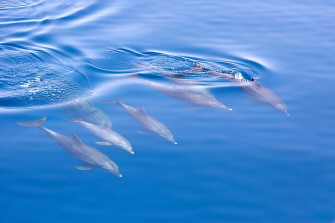 From Sydney: Port Stephens Dolphin, Koalas, Lunch & Sandboarding - Koala Sanctuary (1.5 Hours): The Most Purposeful Stop