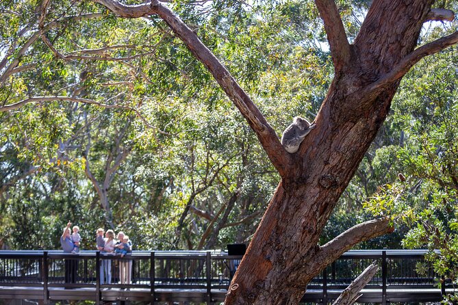 From Sydney: Port Stephens Dolphin, Koalas, Lunch & Sandboarding - Stockton Sand Dunes + Birubi Beach 4WD: Where Sandboarding Takes Over