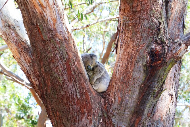 From Sydney: Port Stephens Dolphin, Koalas, Lunch & Sandboarding - Guides Make the Day: Alfie, Yan, Gordon, Chen, Tom