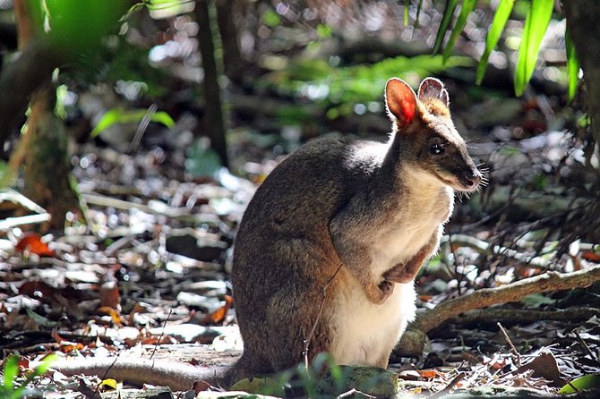 Fully Inclusive Blue Mountains Private Tour inc Scenic World & Featherdale Entry - Stop 1 in Blue Mountains National Park: lookouts and Jamison Valley views