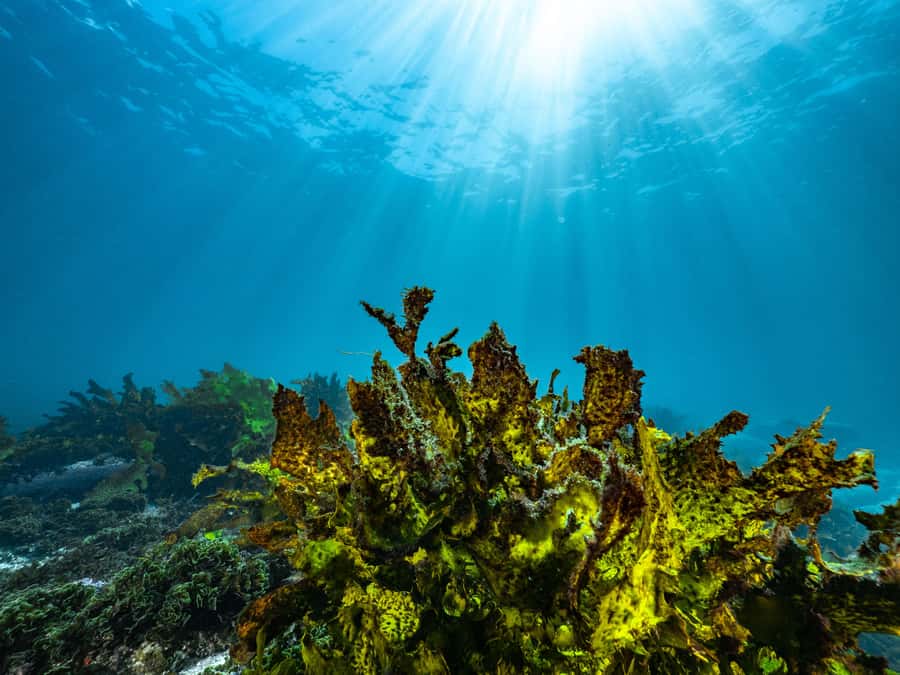 Guided Snorkel Tour at Australias most iconic beach - The Geoff James Pool stop at Clovelly Ocean Pool: where you’ll spend your time