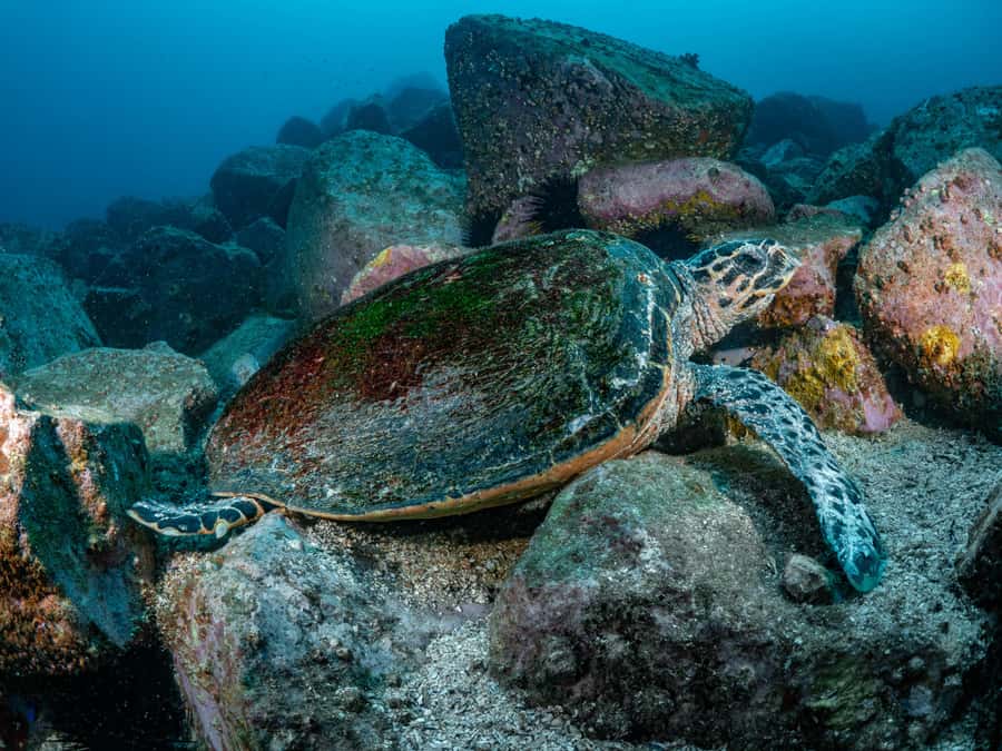 Guided Snorkel Tour at Australias most iconic beach - What’s included after the tour if you want more time