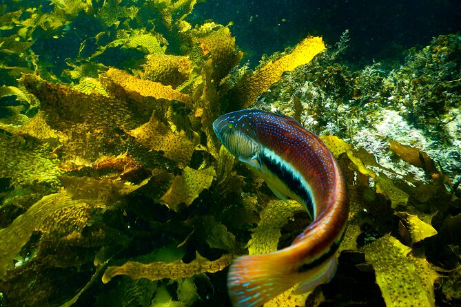 Guided Snorkeling Experience in Bondi - Where you snorkel near Sydney: Gordons Bay, Clovelly Pool, Little Bay, Malabar Beach