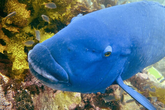 Guided Snorkeling Experience in Bondi - Small-group energy: why max 8 travelers makes a difference