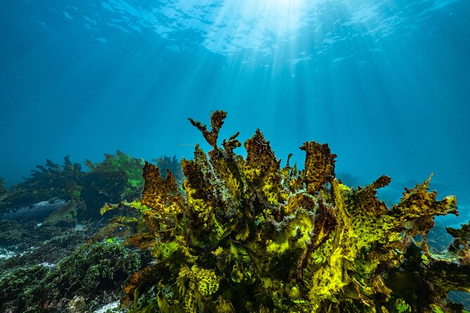 Guided Snorkeling Experience in Bondi - Marine life you’re likely to spot (and how to not miss it)