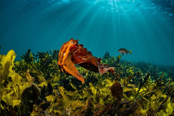 Half-Day Private Discover Dive at Australia's Iconic Beach - Bondi’s Try-Scuba Setup: Simple, Private, and Built for First-Timers