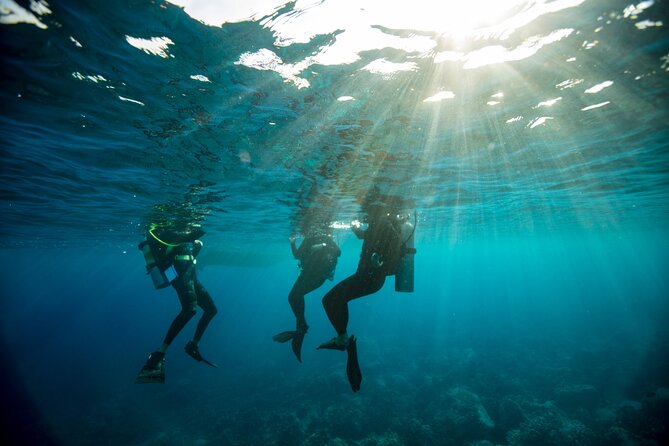 Half-Day Private Discover Dive at Australia's Iconic Beach - Gear and Comfort: What’s Included, What You Must Bring