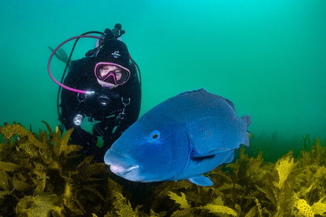 Half-Day Private Discover Dive at Australia's Iconic Beach - What You Learn Before You Breathe Underwater