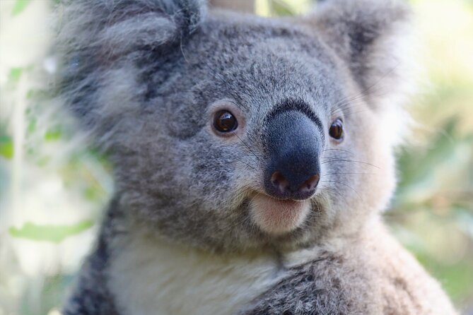 Horse Riding, Koalas & Kangaroos - Wild Australia: Private Tour - A private day that trades lines for real time outdoors