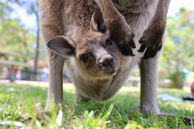Horse Riding, Koalas & Kangaroos - Wild Australia: Private Tour - Crossing the harbour bridge and setting the tone