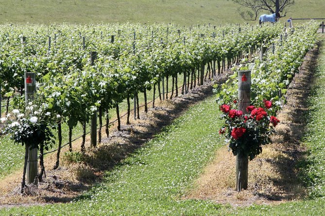 Hunter Valley Private Wine Tasting Tour from Sydney - Lunch time in Hunter Valley: plan the bill, then enjoy the pairing