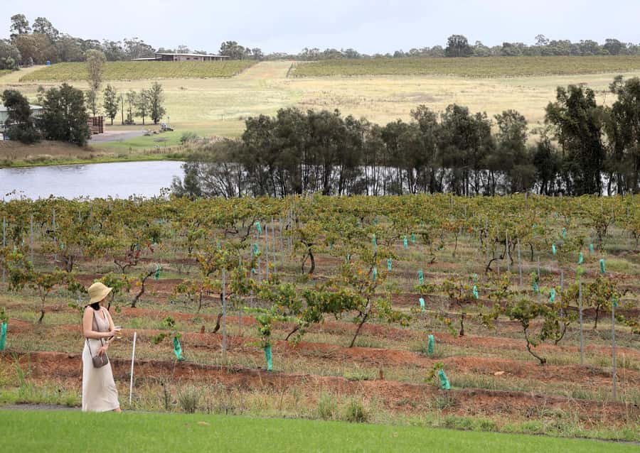 Hunter Valley: Wine, Chocolate and Lunch All Inclusive Tour - Audio Guide and a Real Human Guide (In English)
