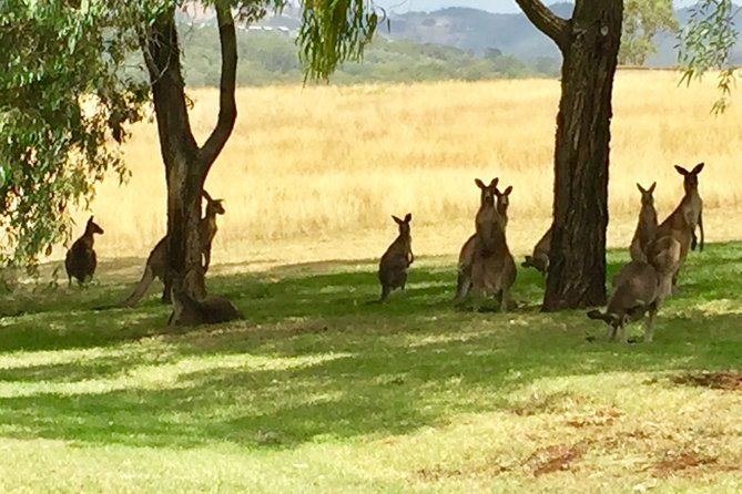 Hunter Valley Wine Tasting Private Tour From Sydney - Comfort on the Road: Air-Conditioned Minivan, Bottled Water, and Safety Checks