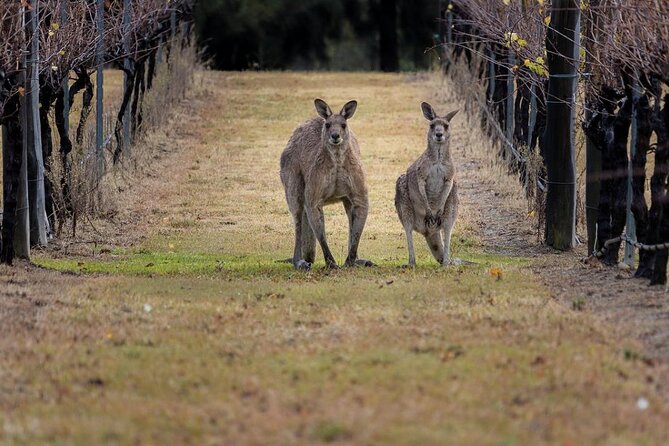 Hunter Valley Wine Tour from Sydney: 3 Wineries & Vineyard Picnic - Bimbadgen Estate: The Bell Tower Stop You’ll Actually Remember