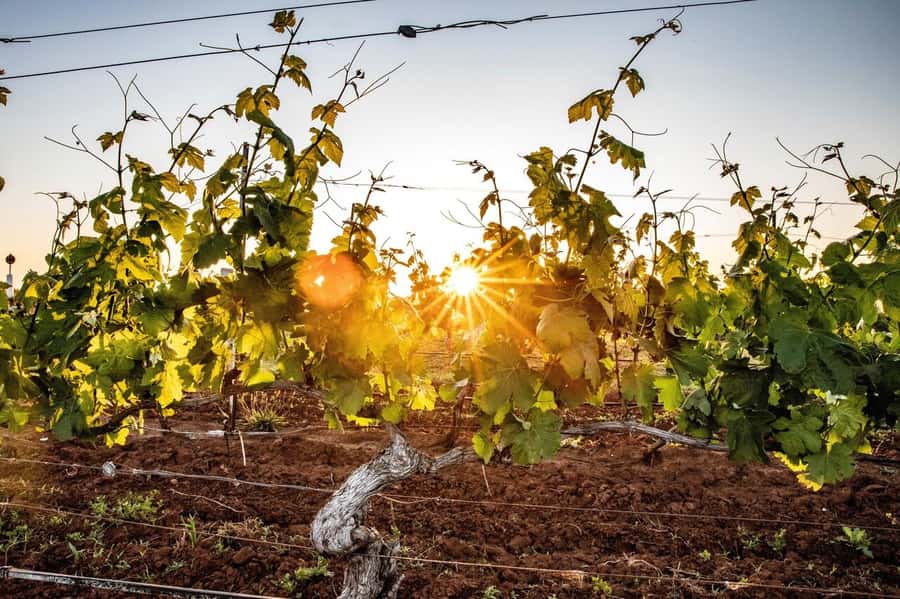 Hunter Valley: Wine Tour with 3 Tastings and Garden Lunch - Key highlights