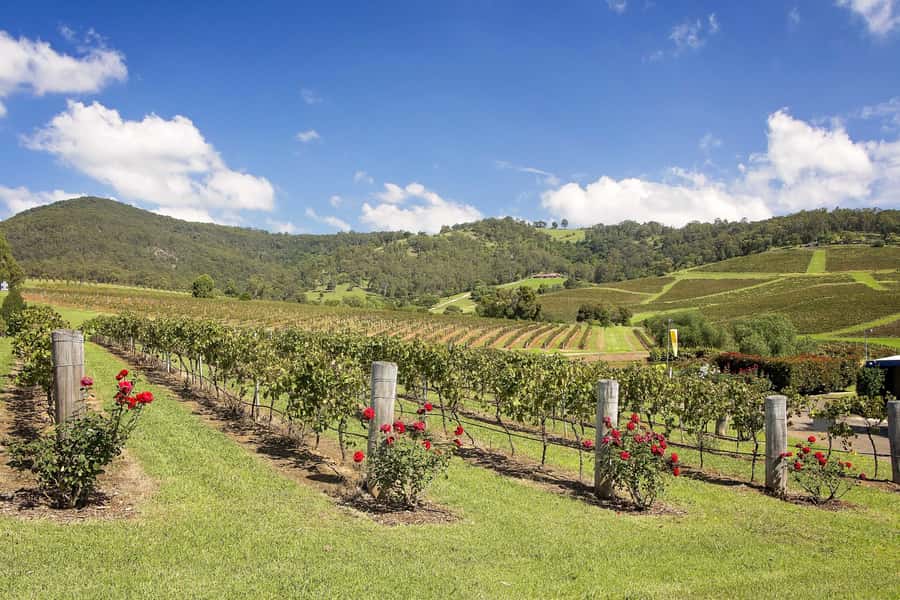 Hunter Valley: Wine Tour with 3 Tastings and Garden Lunch - The final cellar door and the ride back to Sydney