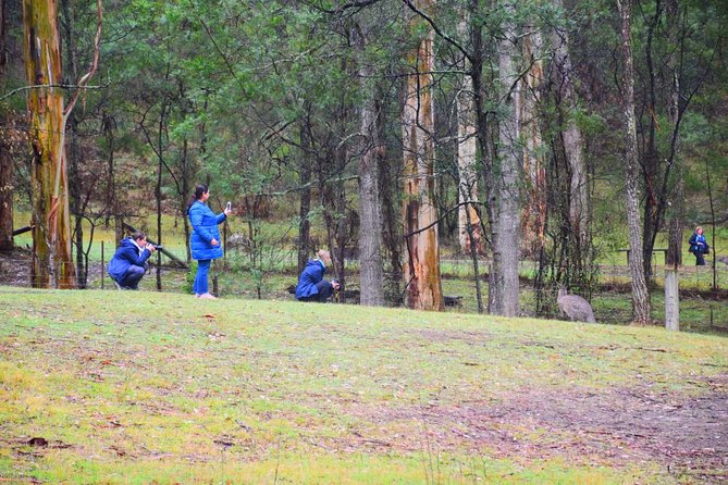 Inside the Greater Blue Mountains World Heritage - A Private Wildlife Safari Overnight - Three Sisters and Cahill’s Lookout: World Heritage icons, handled efficiently