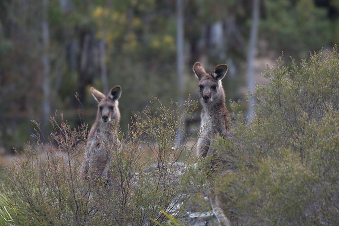 Inside the Greater Blue Mountains World Heritage - A Private Wildlife Safari Overnight - Jenolan Caves: the geology shift after waterfall and cliff country