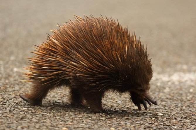 Inside the Greater Blue Mountains World Heritage - A Private Wildlife Safari Overnight - Overnight in the Blue Mountains region: what you should verify