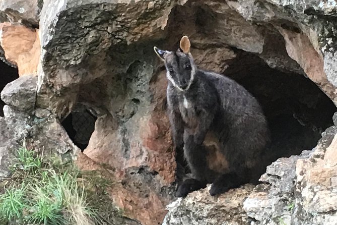 Inside the Greater Blue Mountains World Heritage - A Private Wildlife Safari Overnight - Day-one rhythm: how you get value out of a long first morning