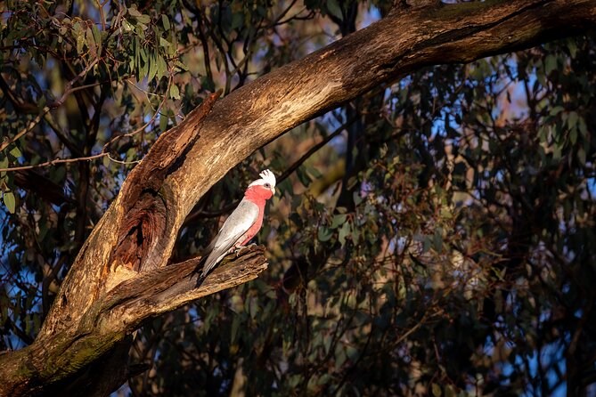Intimate Blue Mountains Wild Kangaroos & Sunset for Nature Lovers - Leaving Sydney with a small crew and a proper start