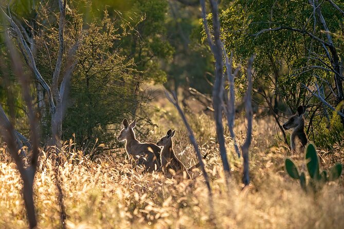 Intimate Blue Mountains Wild Kangaroos & Sunset for Nature Lovers - Sublime Point and Wentworth Falls: canyon scale you can feel