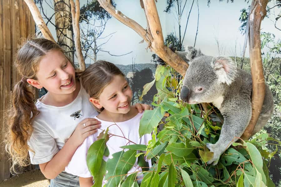 Japanese Tour Small Group: Blue Mountains, Scenic World, Zoo - Key Points I’d Use to Plan Your Day