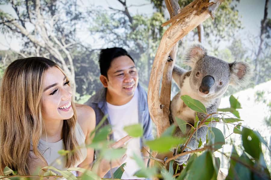 Japanese Tour Small Group: Blue Mountains, Scenic World, Zoo - Scenic World: Unlimited Rides With the Railway, Skyway, Cableway, and Walkway