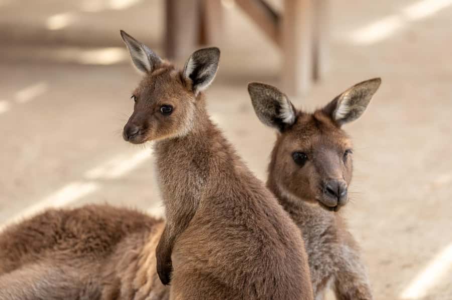 Japanese Tour Small Group: Blue Mountains, Scenic World, Zoo - Return to Sydney: Dropping Back at Central or Furama