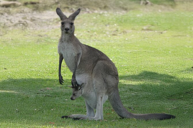Kangaroo Wildlife Half Day Small Group Tour From Sydney - Lake Macquarie Kangaroos in 5.5 Hours: What You’re Really Buying