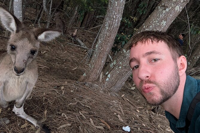 Kangaroo Wildlife Half Day Small Group Tour From Sydney - Who This Tour Fits Best (and Who Might Want Another Option)