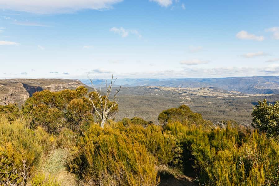 Katoomba: Lyrebird Hop-On Hop-Off and Scenic World Pass - Timing strategy: why the 9:15 AM bus is such a big deal