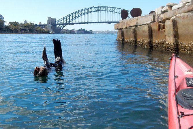 Kayak to Goat Island in Sydney Harbour with Local - How Tough Is It, Really? Fitness, Swimming, and Weight Limits