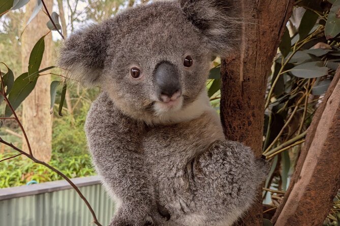 Koala & Kangaroos Experience, Waterfalls and Scenic Train Journey - How this private Sydney-to-Central Coast day actually plays