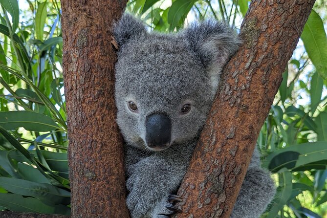 Koala & Kangaroos Experience, Waterfalls and Scenic Train Journey - Australian Reptile Park: koalas, kangaroos, and more than selfies