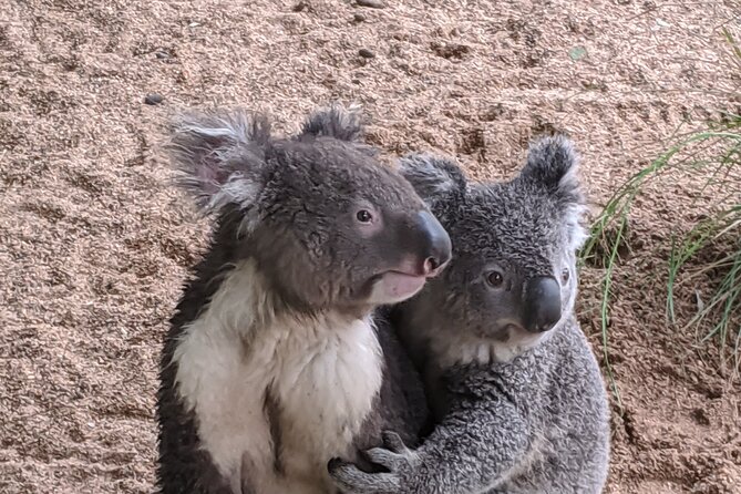 Koala & Kangaroos Experience, Waterfalls and Scenic Train Journey - Brisbane Water National Park waterfalls: the forest break from the city