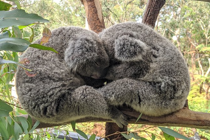 Koala & Kangaroos Experience, Waterfalls and Scenic Train Journey - Ben Barry and the local context before the wildlife