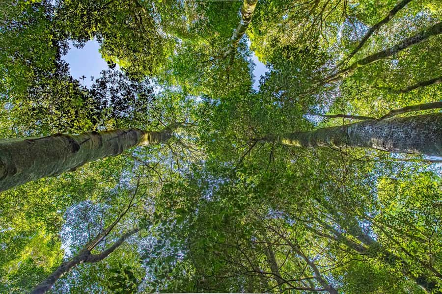 Luxury Blue Mountains Escape The Crowds Tour - Off-the-beaten-track national park time (and the soundscape payoff)