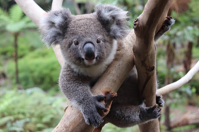 Luxury Hunter Valley Wildlife & Wine Tasting Tour from Sydney - Two structured winery tastings in Pokolbin and beyond