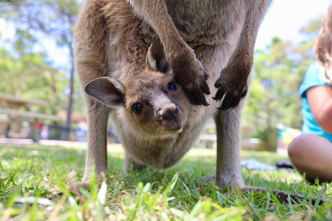 Luxury Hunter Valley Wildlife & Wine Tasting Tour from Sydney - Price and logistics: what $89.66 really turns into