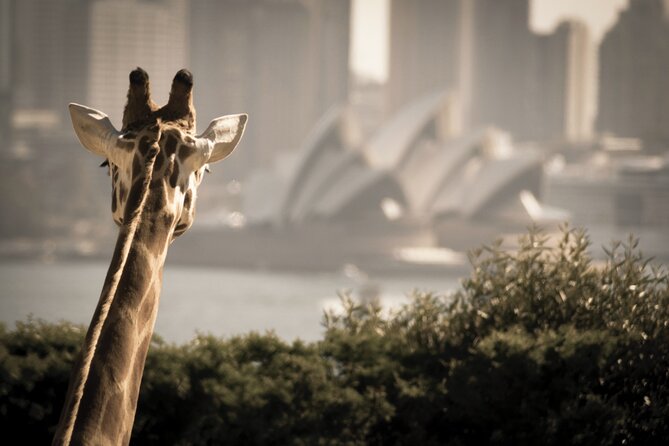 Luxury Sydney Tour - Tickets, snacks, and what costs extra