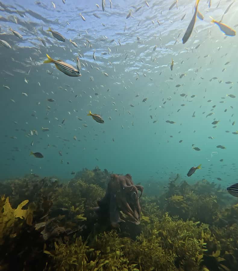 Manly Beach Guided Snorkeling Tours - The 1-hour flow at Shelly Beach: how the experience is paced