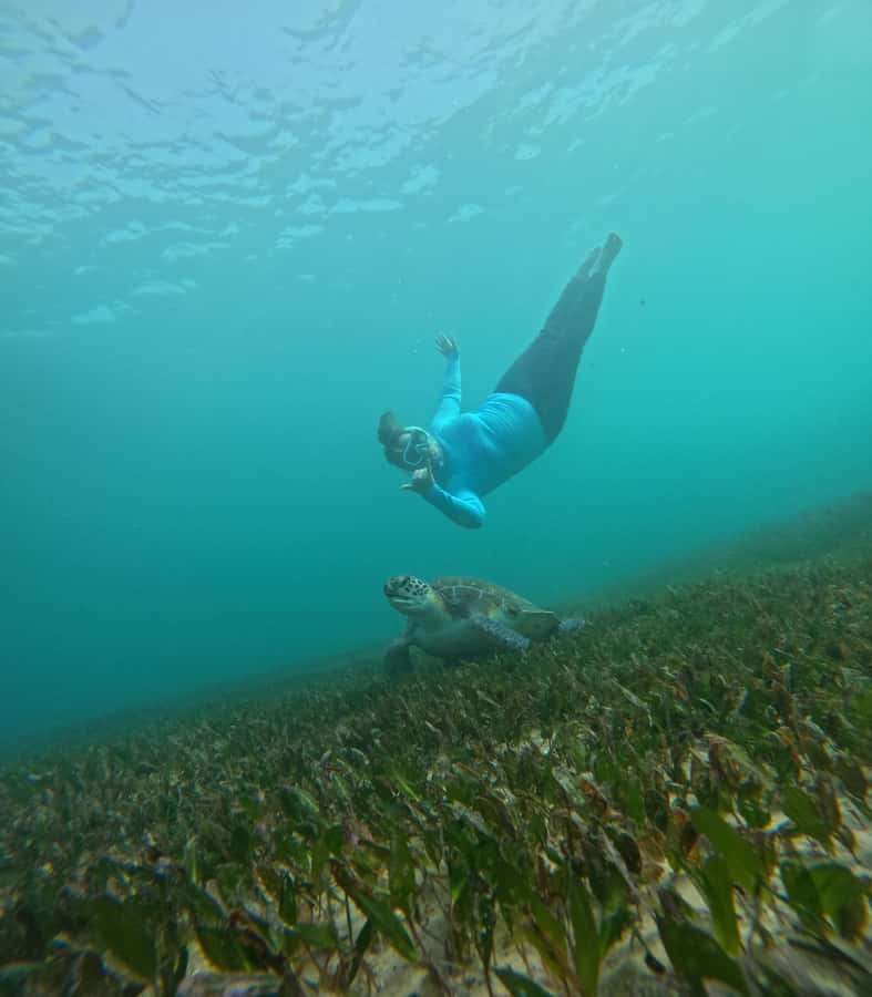 Manly Beach Guided Snorkeling Tours - Wildlife spotting without touching: the rules that help you see more
