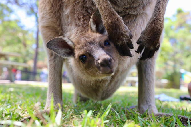 Nature and Wildlife: Australia in One Day - Private Tour - Berowra Valley National Park: bushwalks, Aboriginal carvings, and local flora
