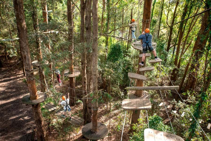 Pennant Hills: Tree Ropes Course Session - Where Pennant Hills’ tree ropes really shines (Cumberland State Forest)