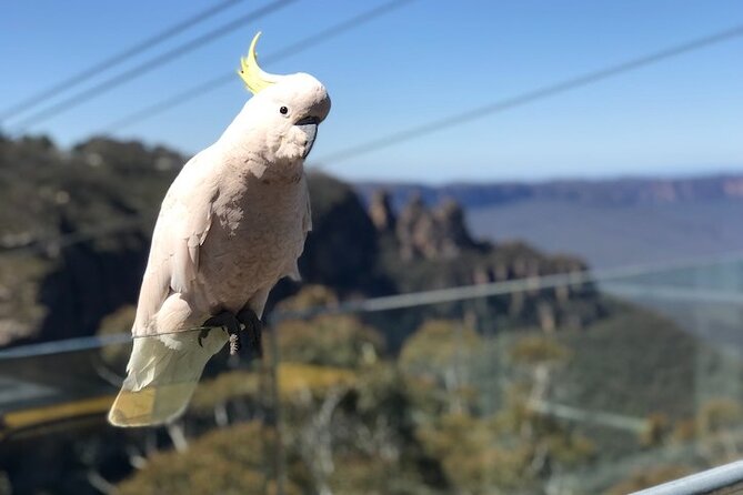 PJ Blue Mountains Supreme [Private Charter] - Door-to-Door Private Charter: What makes this Blue Mountains day easy